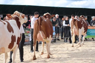 Le palmarès des sections et du championnat