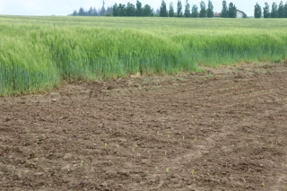 Du retard mais de jolies levées pour les cultures de printemps 