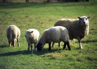 Arrêt de l’abattage d’ovins dans l’Ain : la filière se décarcasse pour trouver une solution