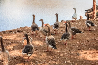 Des oies cendrées contaminées à Birieux