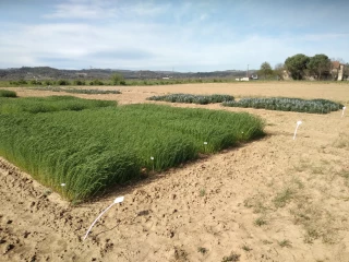 Bientôt une usine de décorticage à Morestel ? 