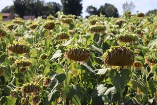 Les mesures de restrictions sur les cours d'eau renforcées