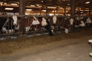 Le virus est aux portes de l'Ain