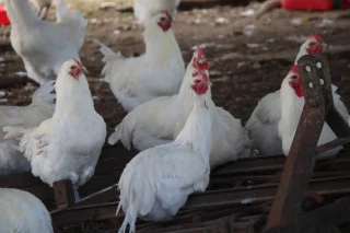 Abrogation des mesures de zone de contrôle temporaire 