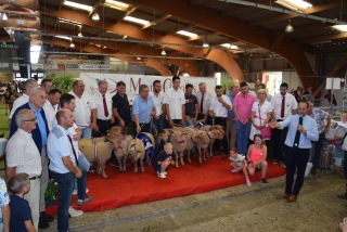 63e concours national du Mouton Charollais, le grand rendez-vous estival !