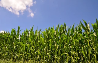 Une campagne atypique avec des rendements en hausse