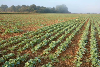 Ecophyto 2030 : les céréaliers priorisent les graminées