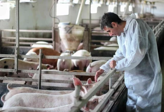 Les vétérinaires ne sont pas seulement des urgentistes