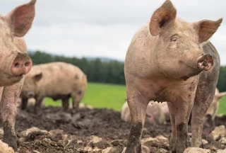 Porc : une stratégie collective pour maintenir l’élevage