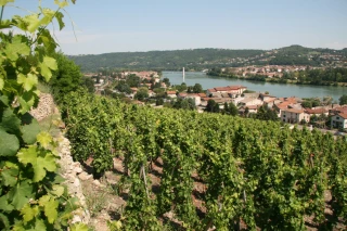 Les ventes d’AOC de la vallée du Rhône marquent le pas