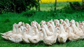 Vaccin influenza : Boehringer et Ceva se partagent les doses