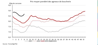 La baisse de la production ovine s’accentue