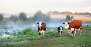 Lait : La Pologne dans la cour des grands