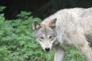 Le plafond de tirs maintenu