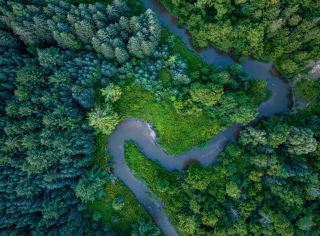 Les forêts mondiales en quête d’innovations