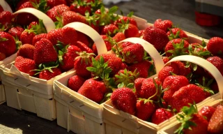 Fraise : une bonne récolte et des prix bien orientés