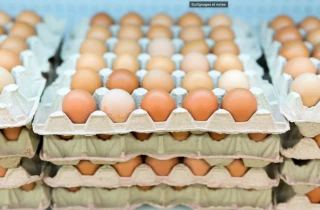 Œufs : produire pour rester souverain