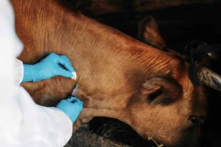 Les antibiotiques en élevage en léger progrès en 2023