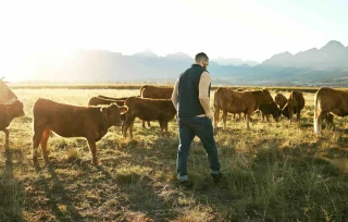 Baisse attendue de la production de viande bovine en 2025