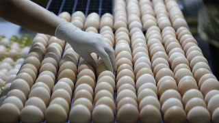 Ovosexage : un accord conclu et étendu aux grossistes