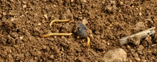 Taupins et noctuelles terricoles : évaluer le risque pour mieux adapter la lutte