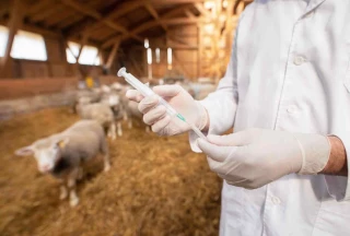 FCO : l’Etat veut sécuriser les vaccins