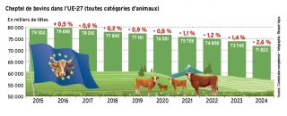 Baisse du cheptel européen de bovins en 2024