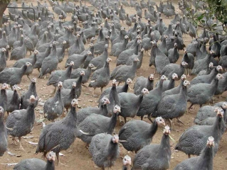 La pintade : la volaille dans le vent