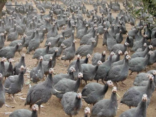 La pintade : la volaille dans le vent