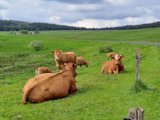 Une aide pour plus de vêlages en bovins viande 
