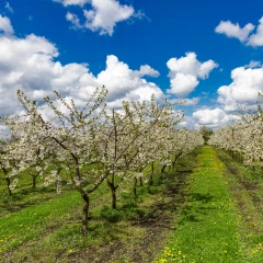Hausse prévue de 6 % pour la production de cerises