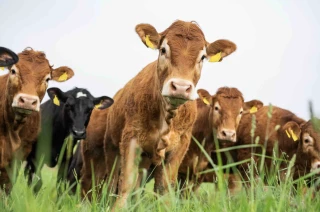 Les cours européens de viande bovine s’emballent 