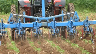 Gestion de l’ambroisie dans les cultures de printemps 