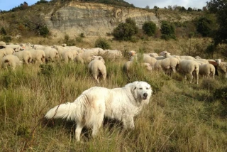 Map Patou, une carte interactive pour localiser les chiens de protection