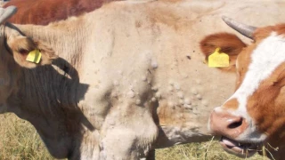 La dermatose nodulaire contagieuse de retour en Europe 