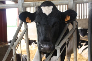 Quelles indemnisations pour les éleveurs ? 