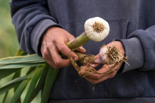 Ail : une campagne 2025 prometteuse 