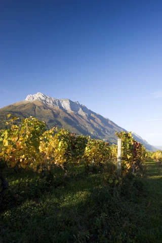 Le Vigneron savoyard investit dans un chai en prestation de service