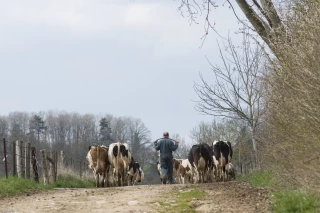 Lait bio : entre reprise du marché et déconversions 