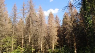 Forêt française : la mortalité menace son rôle de puits de carbone  