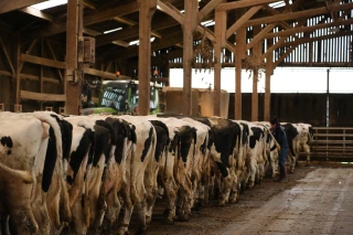 Crise au Criel : les producteurs veulent se faire entendre 