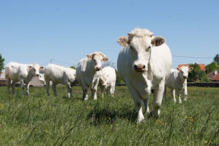 Bovins viande : surmortalité à l’automne