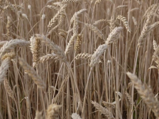 Les droits douane vont augmenter