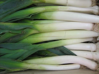 Poireaux : des volumes en forte baisse