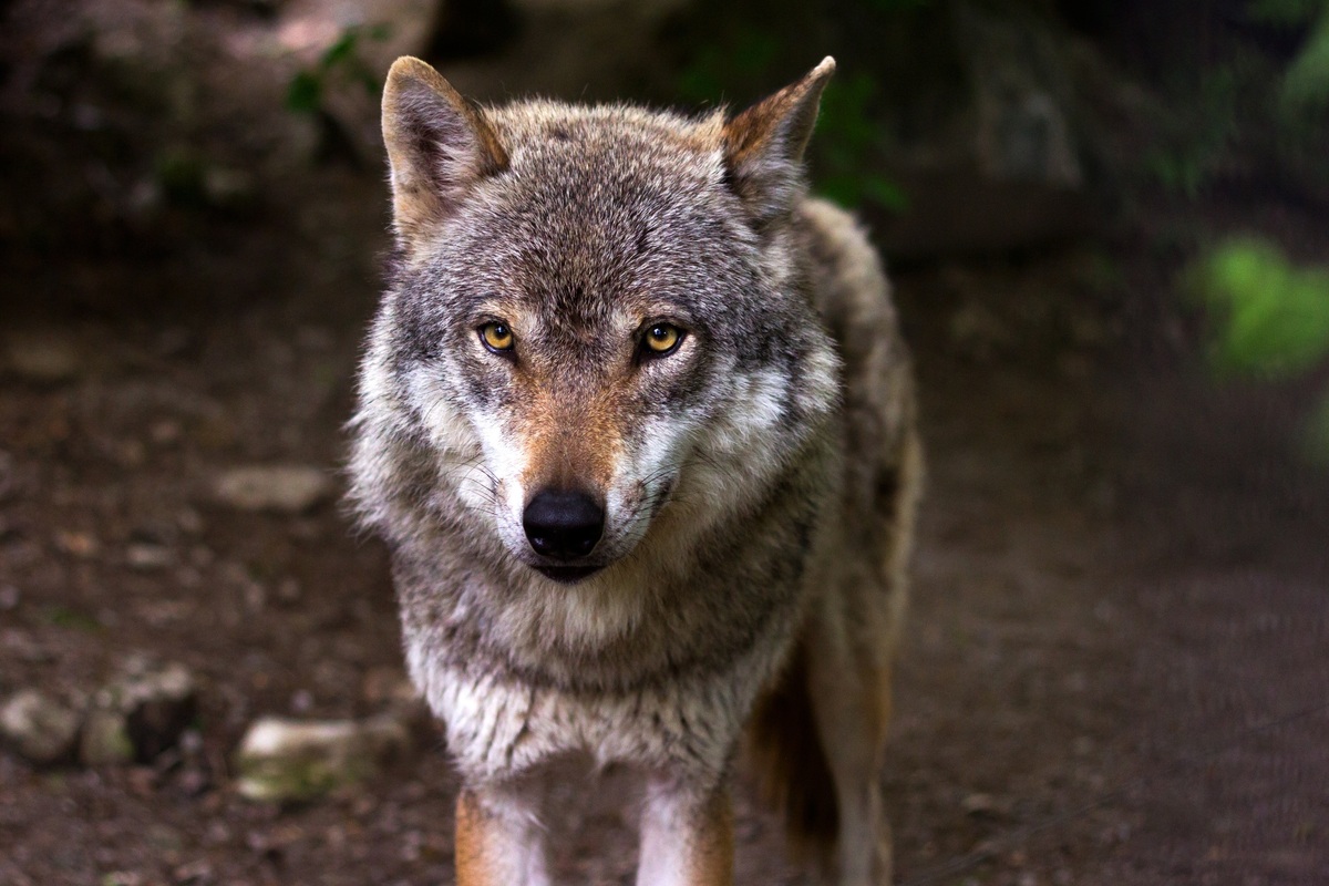 Plafond de prélèvement de loups : la FNO veut aller plus loin